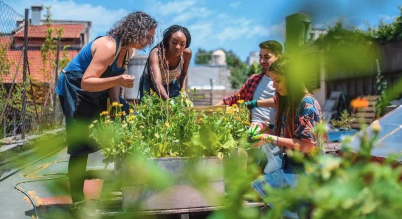 Neighbours tending a rooftop community garden together